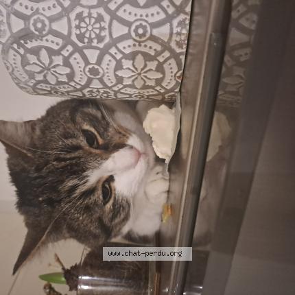 Photo 1/1 Laurent FOUCAULT Chat lost in Bu