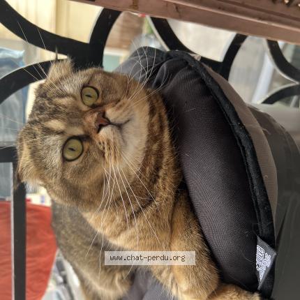 Photo 1/1 Leo Chat lost in Nice