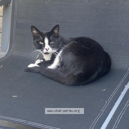 Photo 1/1 Found cat Found in Fouquieres les bethune