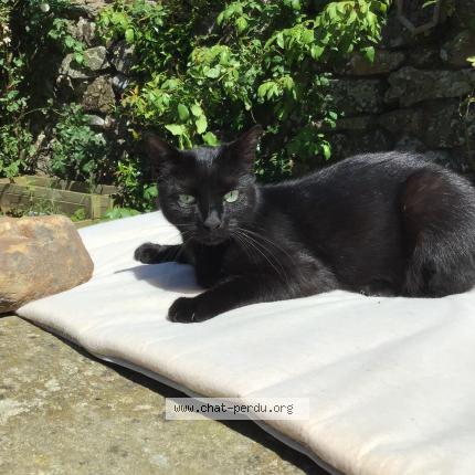 Photo 1/1 Masha Chat lost in Jobourg