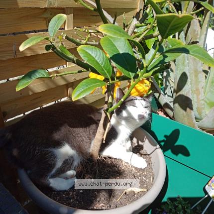 Photo 1/1 Juliette Chat lost in Villenave d ornon