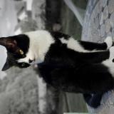 Picture of cat lost at Paimpol