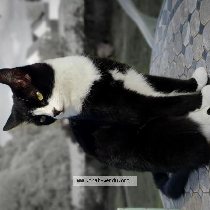 Photo 1/1 Olala Chat lost in Paimpol