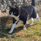 Picture of cat lost at Montseveroux