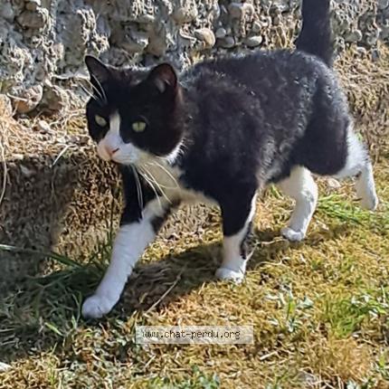 Photo 1/1 Birdy Chat lost in Montseveroux