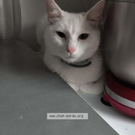 Photo 1/1 Kinder Chat lost in Villers saint paul
