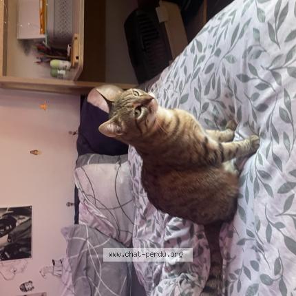 Photo 1/1 Kittu Chat lost in Saleilles