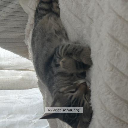 Photo 1/1 Aria Chat lost in Toulon