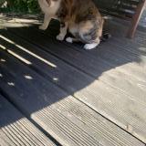 Picture of cat found at Epinay Sur Seine