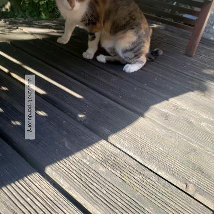 Photo 1/2 Found cat Found in Epinay sur seine