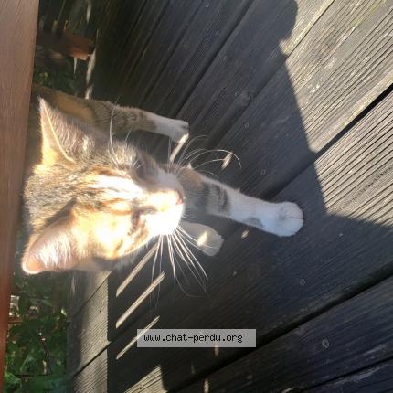 Photo 2/2 Found cat Found in Epinay sur seine