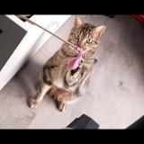 Picture of cat lost at La Talaudiere