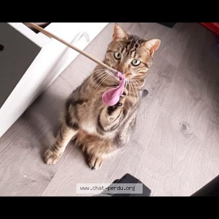 Photo 1/1 Salto Chat lost in La talaudiere