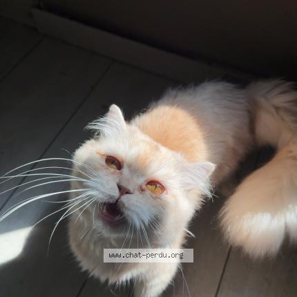 Photo 1/1 Mim&icirc;ne Chat lost in Glatigny