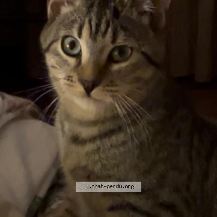 Photo 1/1 Pilou Chat lost in Neris les bains