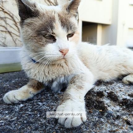 Photo 1/1 Minette Chat lost in Reze