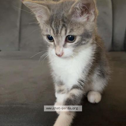 Photo 1/1 Luna Chat lost in Le thillay