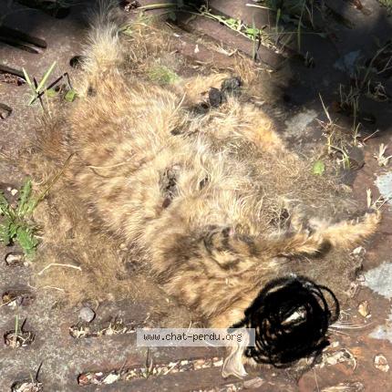 Photo 1/1 Found cat Found in Olivet