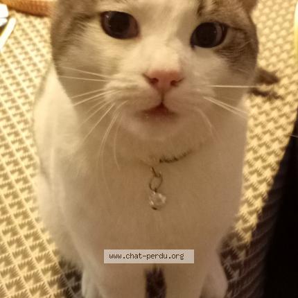 Photo 1/1 Wifi Chat lost in Poussan