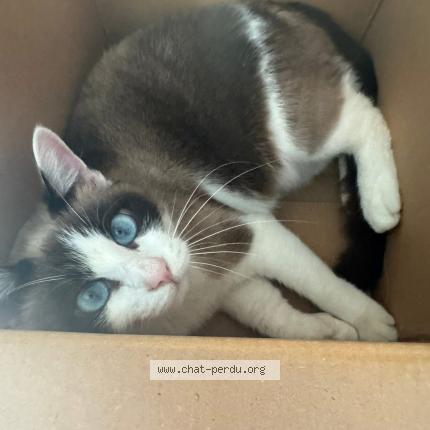 Photo 1/1 Nina Chat lost in Chenaud