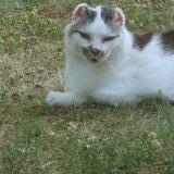 Picture of cat lost at Bernin