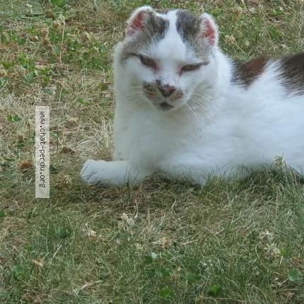 Photo 1/1 Arsouille Chat lost in Bernin