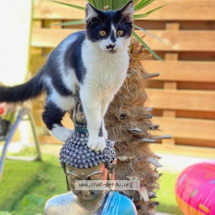 Photo 1/1 Rancho Chat lost in Aix en provence