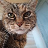 Picture of cat lost at Mondonville