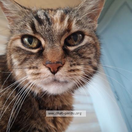 Photo 1/1 Mara Chat lost in Mondonville