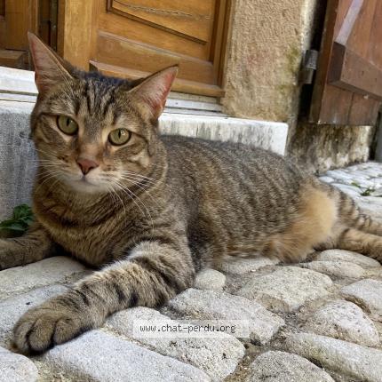 Photo 1/1 LILI Chat lost in Lherm