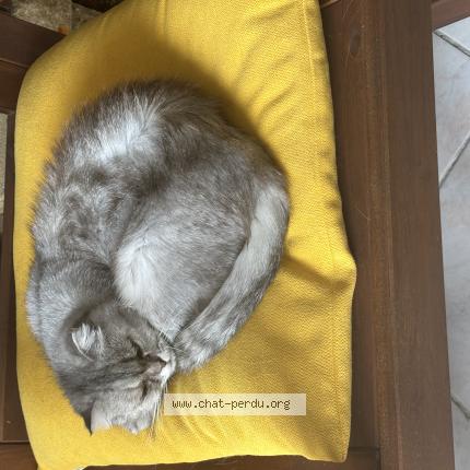 Photo 1/1 Hermione Chat lost in Sarzeau