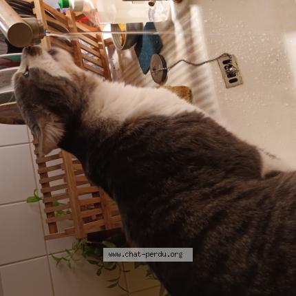 Photo 1/1 Moustache Chat lost in Clermont ferrand