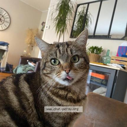 Photo 1/1 Minouchon ou rio Chat lost in Saint usage