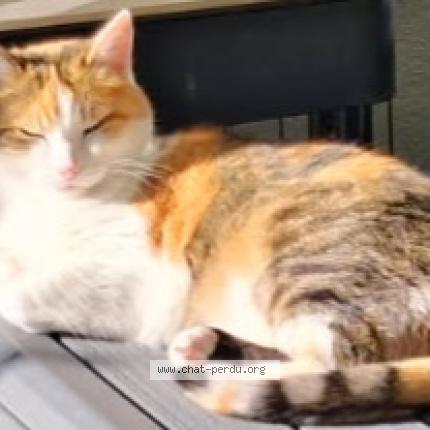 Photo 1/1 CLOCHETTE Chat lost in Saint malo