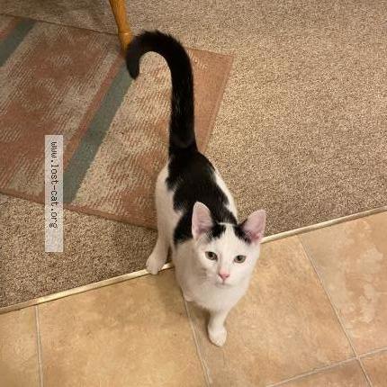 878646 Elliot lost cat in MINOOKA - Lost Cat United States