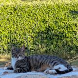 Picture of cat lost at Ajain