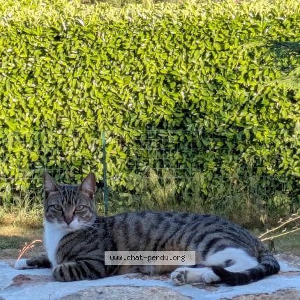 Photo 1/1 Ulan Chat lost in Ajain