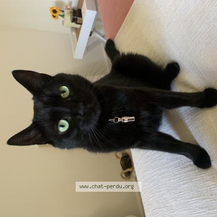 Photo 1/1 Joy Chat lost in Gorbio