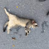 Picture of cat found at Rennes