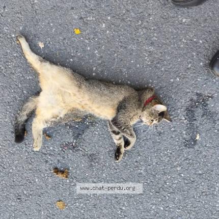 Photo 1/1 Found cat Found in Rennes