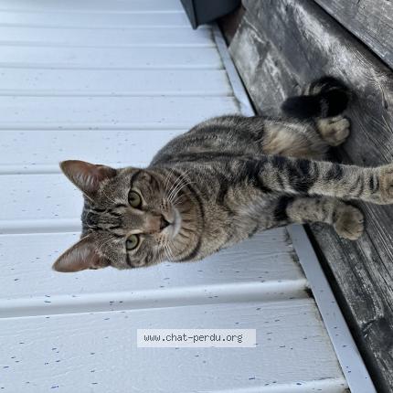 Photo 1/1 Suki Chat lost in Montreal