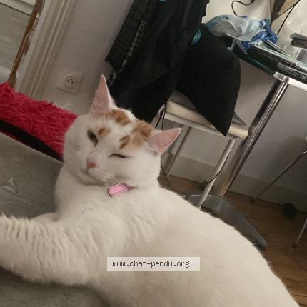 Photo 1/2 Oasis Chat lost in Montauban