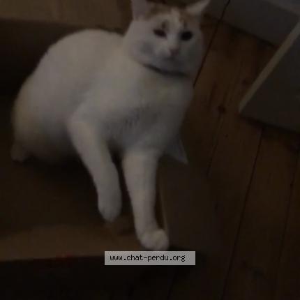 Photo 2/2 Oasis Chat lost in Montauban