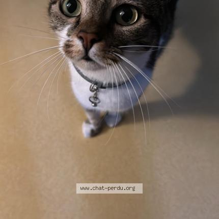 Photo 1/1 Tiana Chat lost in Warluis