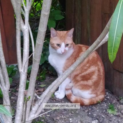 Photo 1/1 Titi Chat lost in Cenon