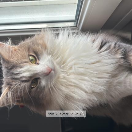 Photo 1/1 Twixie Chat lost in Kervignac