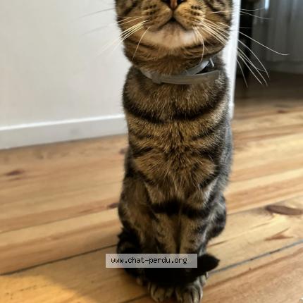 Photo 1/1 Guizmo Chat lost in Epinay sur seine