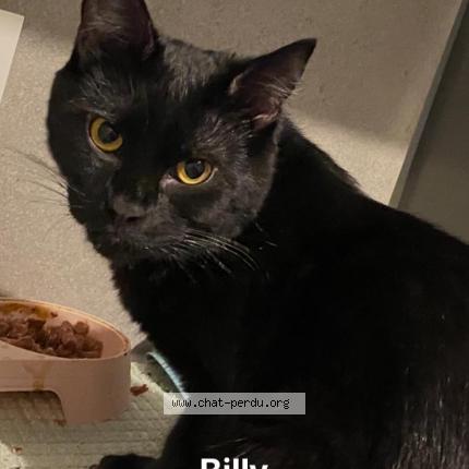 Photo 1/1 Billy Chat lost in Gagny