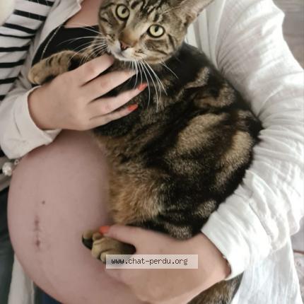 Photo 1/1 Maui Chat lost in Bondoufle