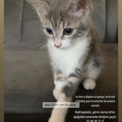 Photo 1/1 Louloute Chat lost in Le thillay